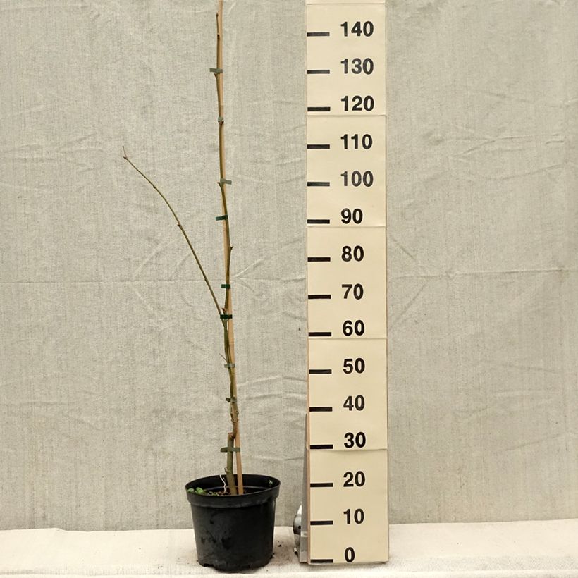 Platanus hispanica Suttneri - Platano Vaso da 4L/5L esemplare consegnato in primavera