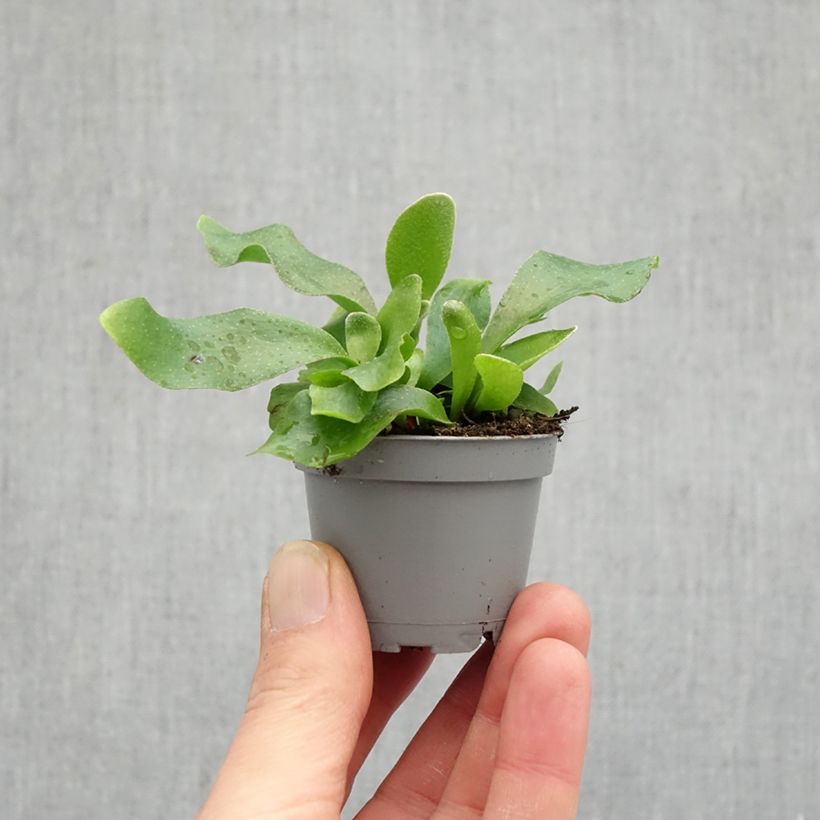 Platycerium bifurcatum - Felce a corna di cervo mini-pianta esemplare consegnato in primavera