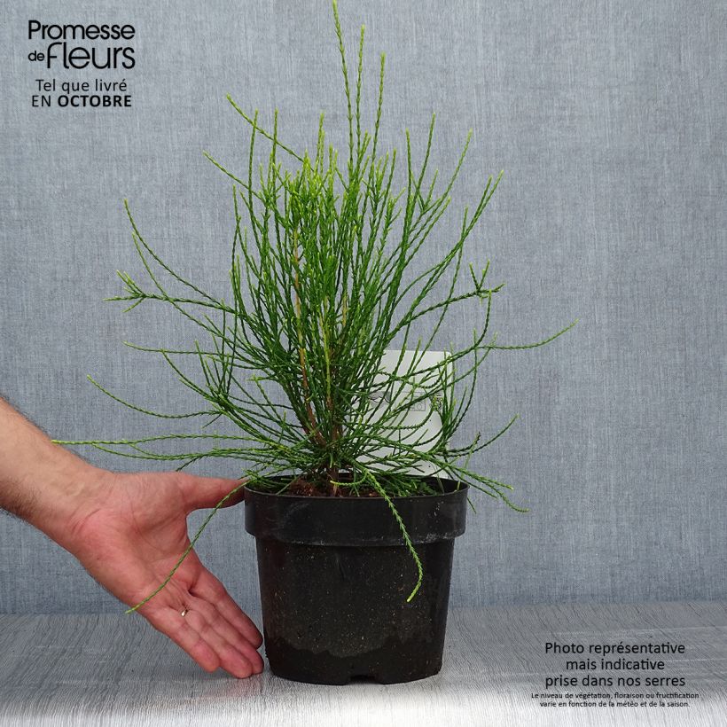 Esemplare di Platycladus orientalis Franky Boy - Tuia orientale Vaso da 2L/3L come consegnato in autunno
