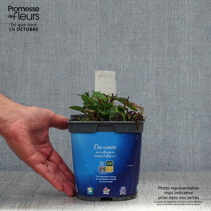 Esemplare di Platycodon grandiflorus Astra Blue - Campanula cinese Vaso da 2L/3L come consegnato in autunno