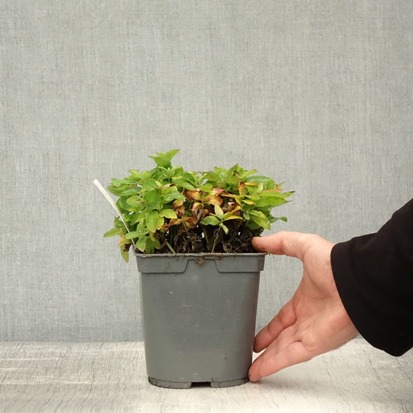 Esemplare di Platycodon grandiflorus Astra White - Campanula cinese Vaso da 2L/3L come consegnato in autunno