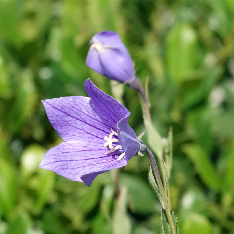 Platycodon grandiflorus Fuji Blue - Campanula cinese (Fioritura)