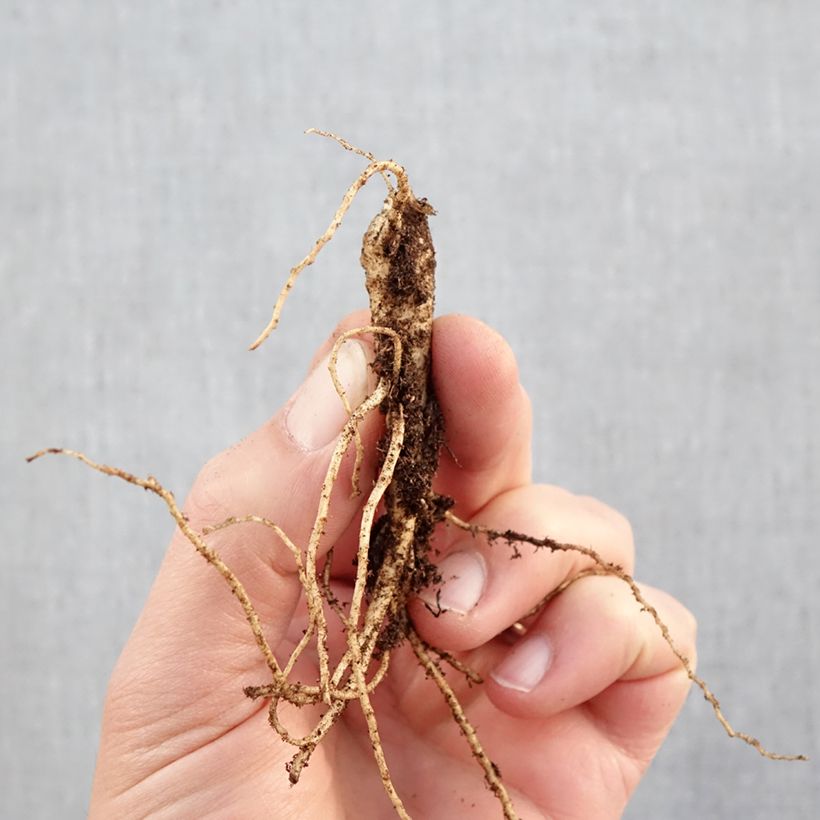 Platycodon grandiflorus Fuji Blue - Campanula cinese Piante piccole a radice nuda esemplare consegnato in inverno