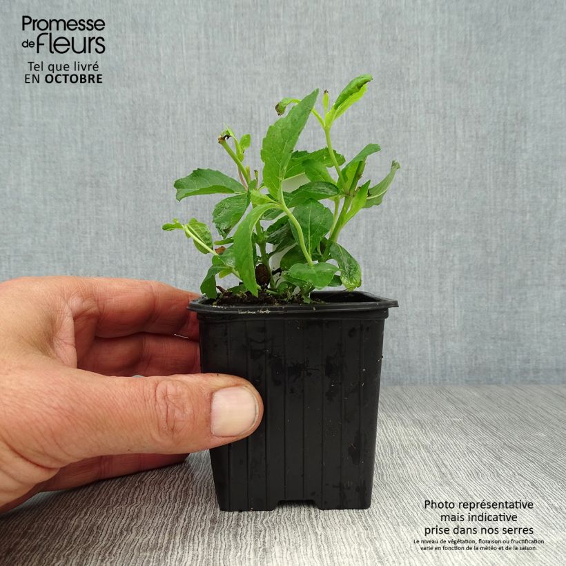 Esemplare di Platycodon grandiflorus Mariesii - Campanula cinese Vasetto da 7/8 cm come consegnato in autunno