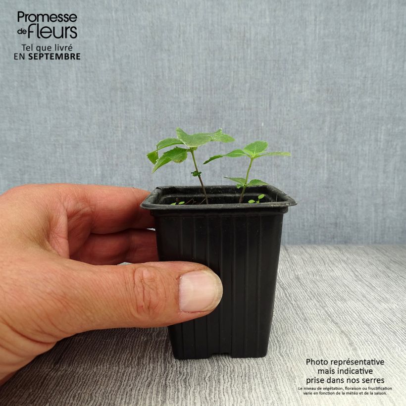 Esemplare di Platycodon grandiflorus Perlmutterschale - Campanula cinese Vasetto da 7/8 cm come consegnato in autunno