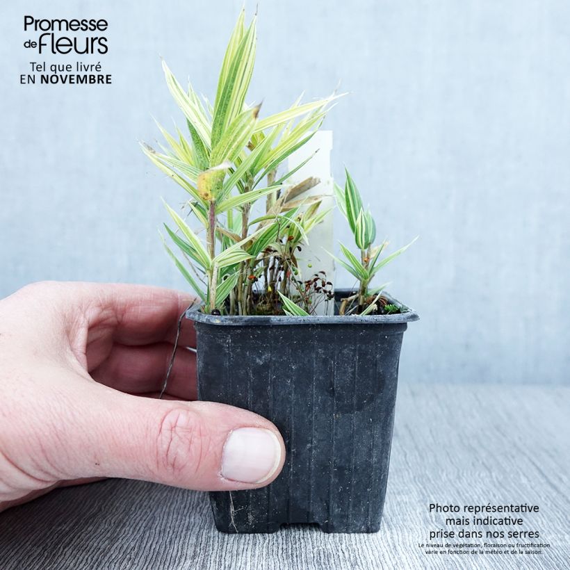 Esemplare di Pleioblastus chino Elegantissimus Vasetto da 8/9 cm come consegnato in autunno
