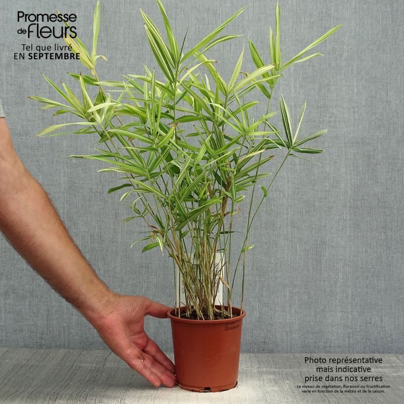Esemplare di Pleioblastus fortunei Variegatus Vaso da 1L/1,5L come consegnato in autunno