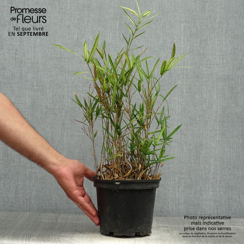 Esemplare di Pleioblastus shibuyanus Tsuboï Vaso da 1,5L/2L come consegnato in autunno