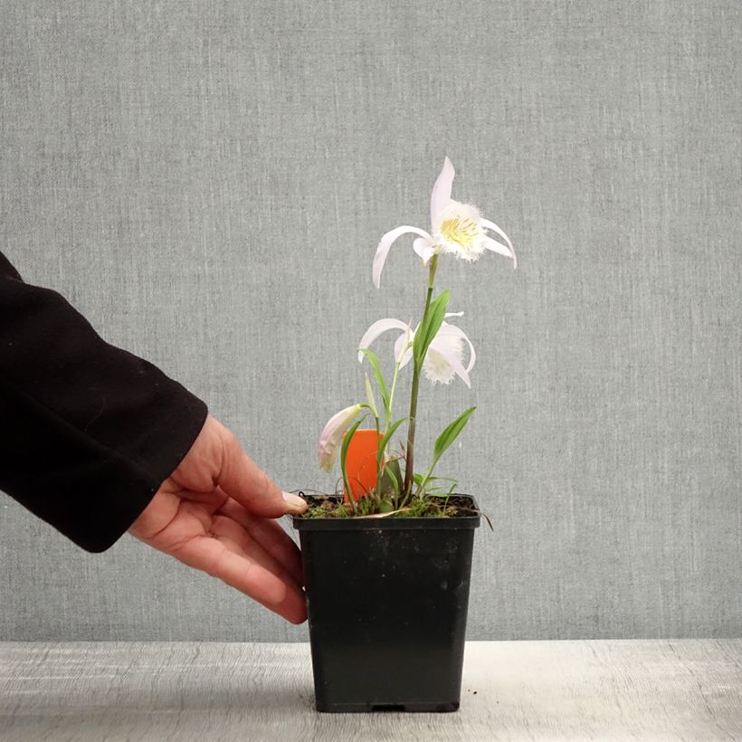 Pleione formosana Vaso da 1L/1,5L esemplare consegnato in primavera