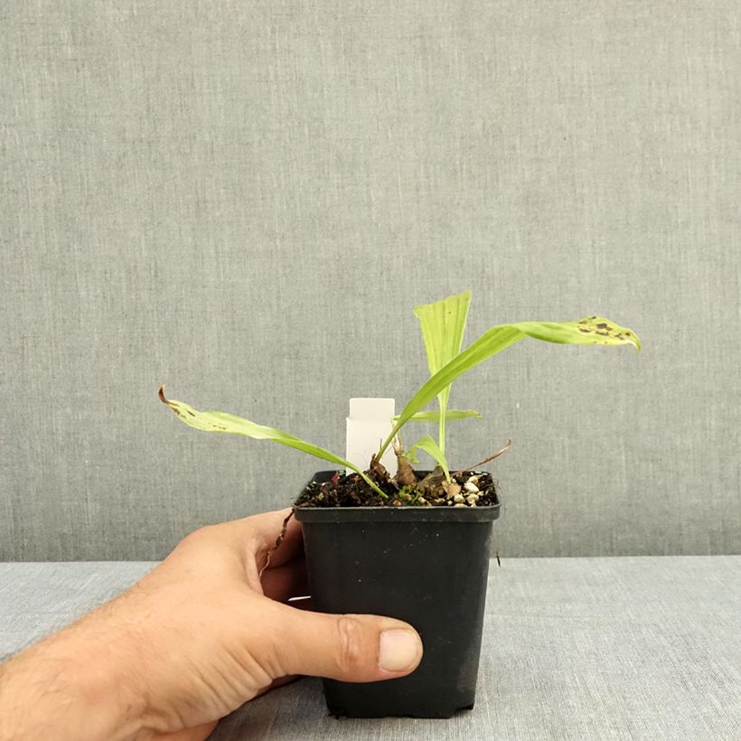 Esemplare di Pleione Tongariro Vasetto da 8/9 cm consegnato in estate