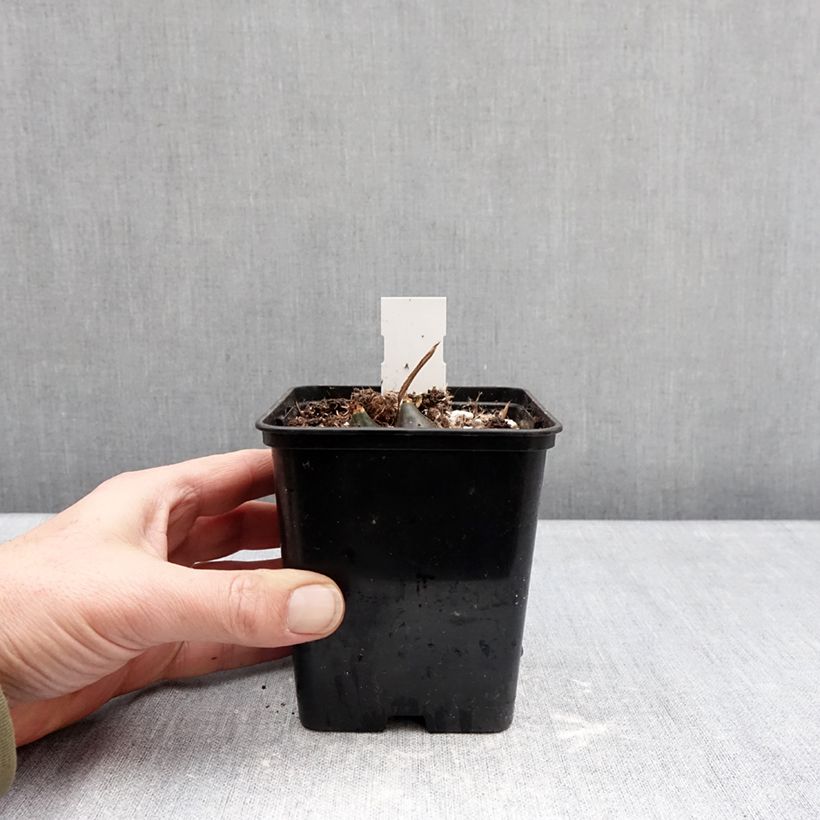 Pleione Tongariro (bulbi) Vaso da Ø 10 cm/11 cm taglia I esemplare consegnato in inverno