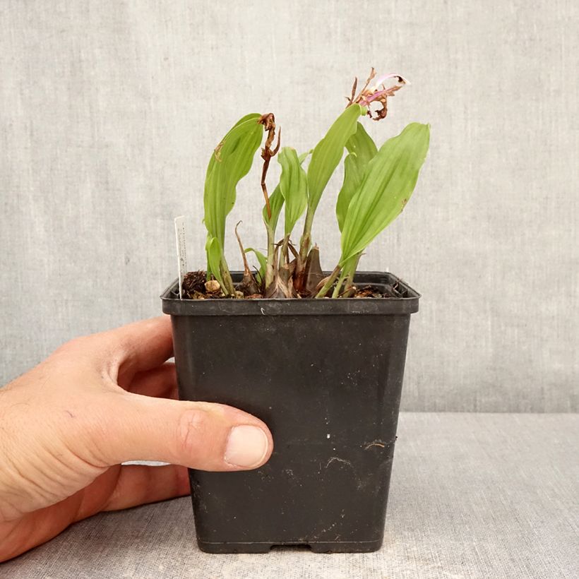 Pleione Tongariro (bulbi) Vaso da Ø 10 cm/11 cm taglia I esemplare consegnato in primavera