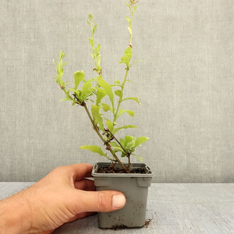 Esemplare di Plumbago auriculata Dark Blue Vasetto da 8/9 cm consegnato in estate