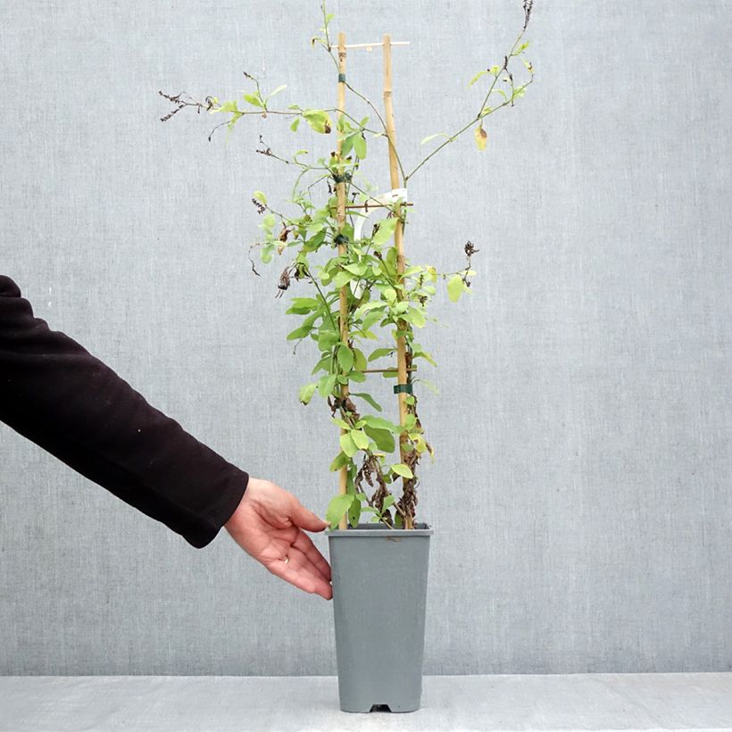 Esemplare di Plumbago auriculata Vaso da 2L/3L come consegnato in autunno