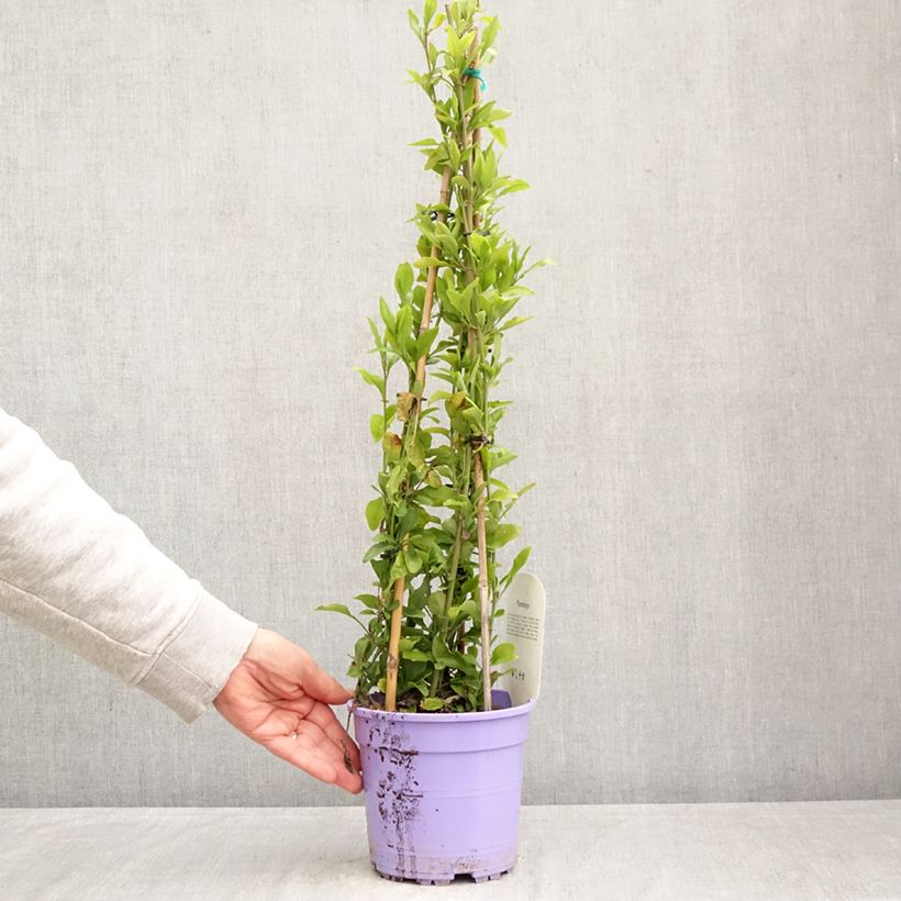 Plumbago auriculata Vaso da 2L/3L esemplare consegnato in primavera