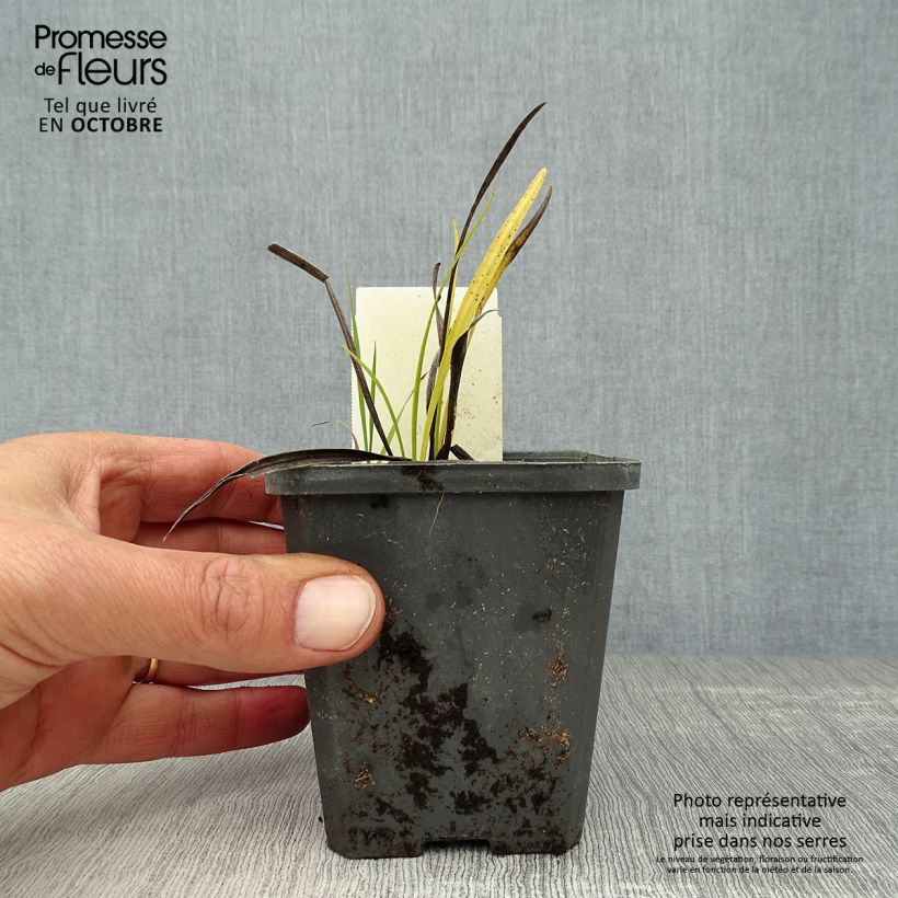 Esemplare di Liatris spicata Alba Vasetto da 8/9 cm come consegnato in autunno