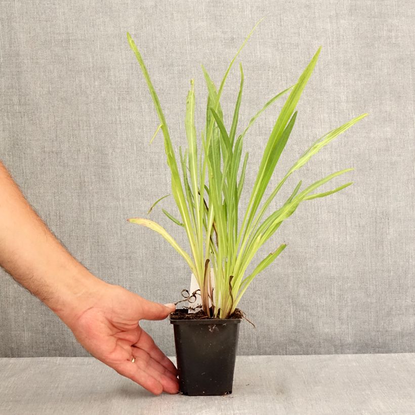 Esemplare di Liatris spicata Floristan Violet Vasetto da 8/9 cm consegnato in estate