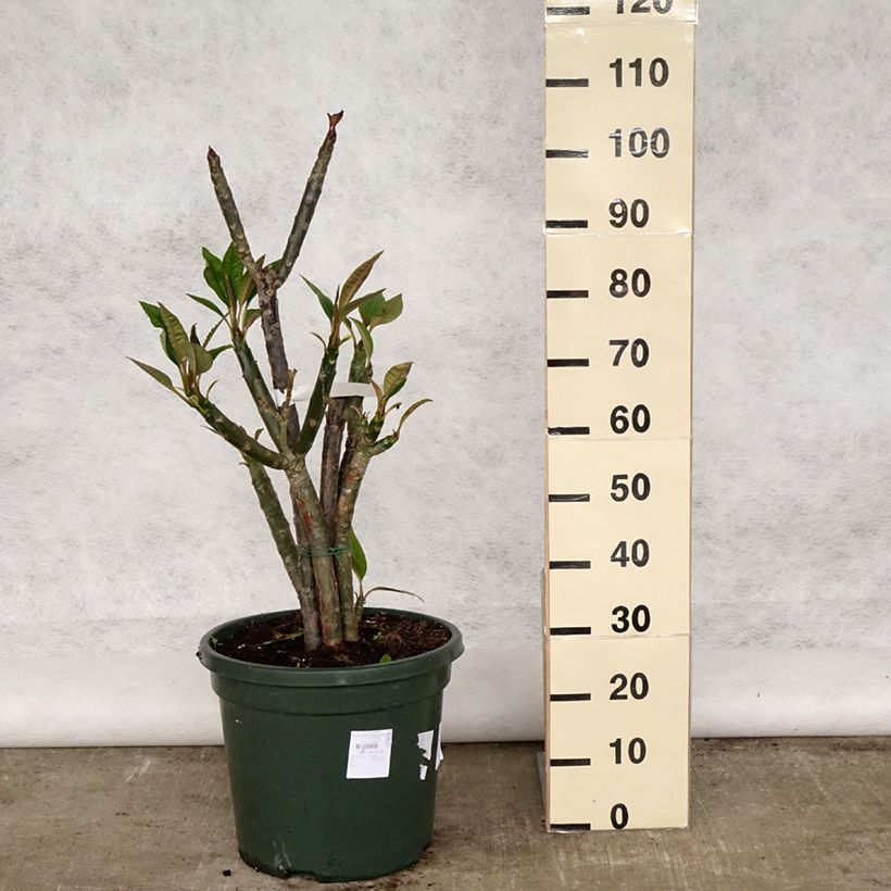 Plumeria rubra - Frangipani Pomelia Vaso da 6L/7L esemplare consegnato in primavera