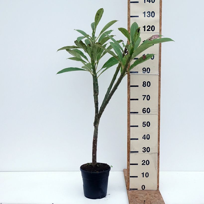 Esemplare di Plumeria rubra - Frangipani Pomelia Vaso da 6L/7L come consegnato in autunno