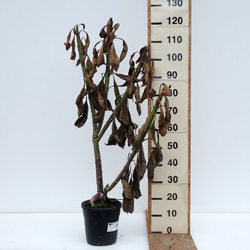 Plumeria rubra - Frangipani Pomelia Vaso da 6L/7L esemplare consegnato in inverno