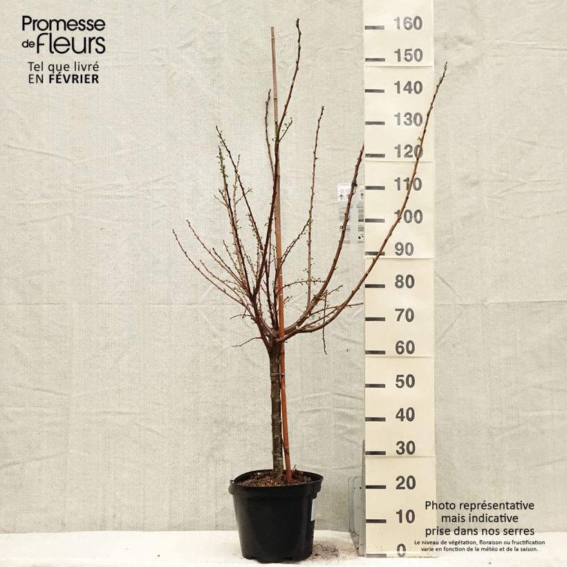 Pluot Flavor Candy Vaso da 7,5L/10L, Vasetto esemplare consegnato in inverno