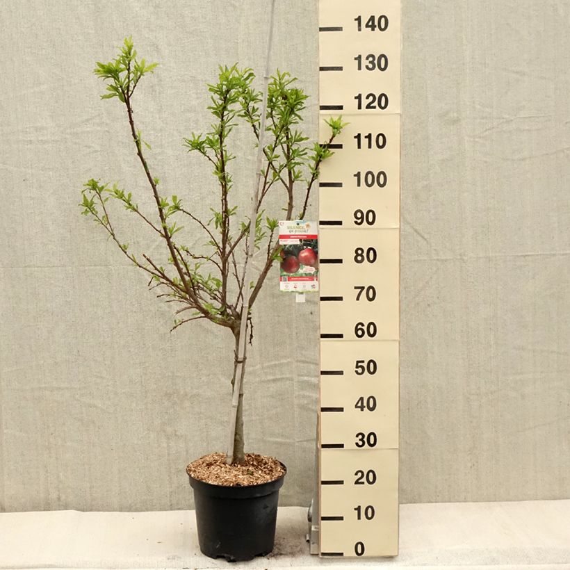 Pluot Flavor Candy Vaso da 7,5L/10L, Vasetto esemplare consegnato in primavera