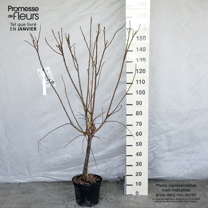 Pluot Flavor Supreme Vaso da 7,5L/10L, Vasetto esemplare consegnato in inverno