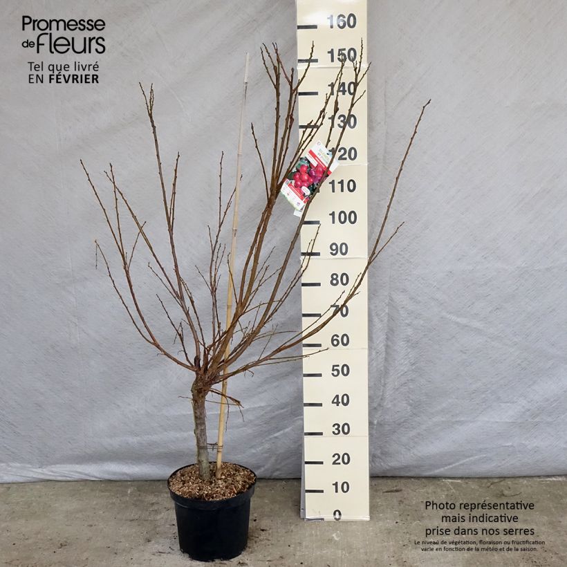 Pluot Pink Candy Vaso da 7,5L/10L, Vasetto esemplare consegnato in inverno