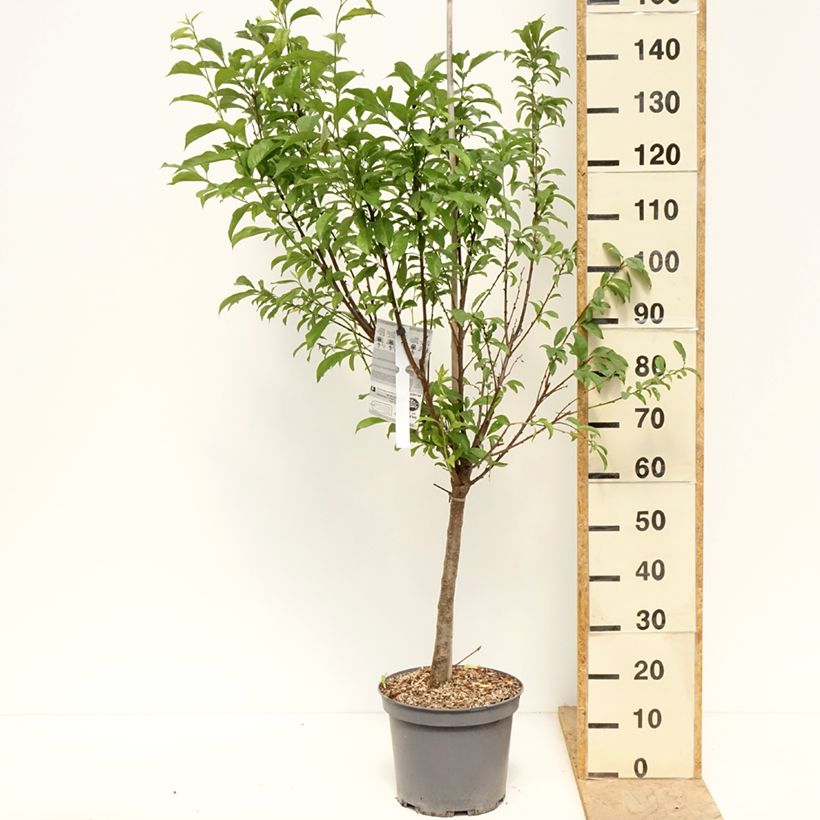 Pluot Pink Candy Vaso da 7,5L/10L, Vasetto esemplare consegnato in primavera