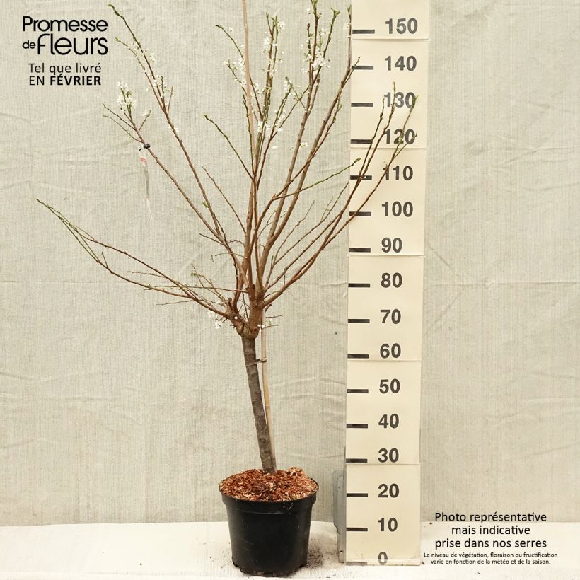 Pluot Purple Candy Vaso da 7,5L/10L, Vasetto esemplare consegnato in inverno