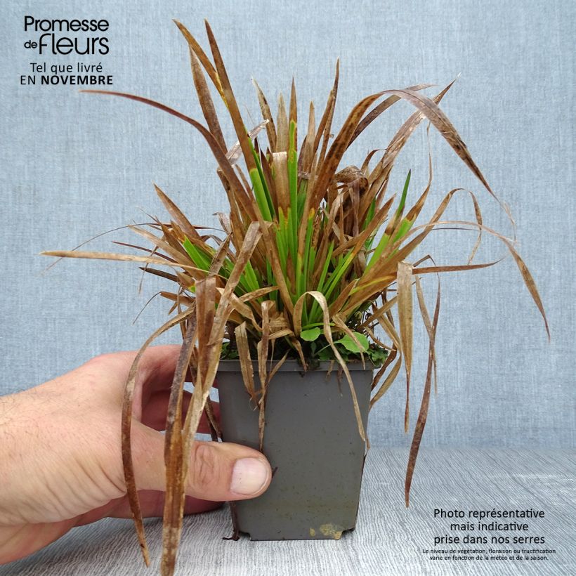 Esemplare di Poa chaixii - Fienarola di Chaix Vasetto da 8/9 cm come consegnato in autunno