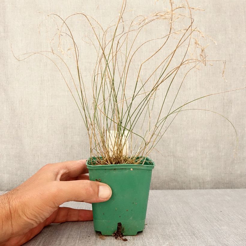 Esemplare di Poa glauca Blue Hills Vasetto da 8/9 cm consegnato in estate