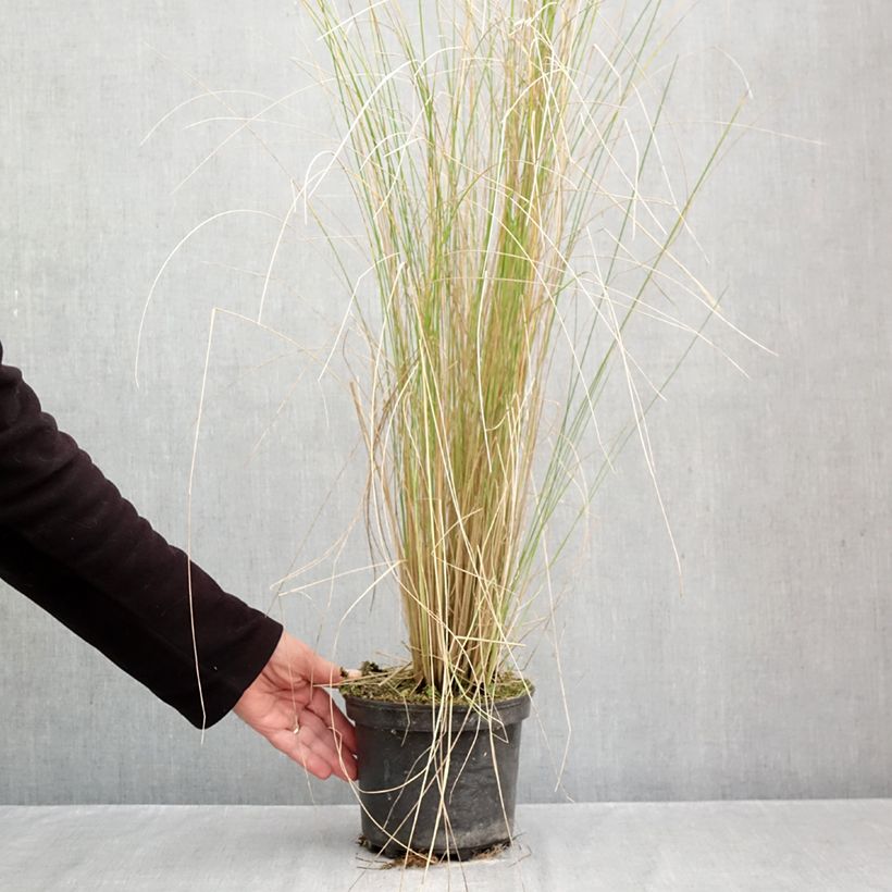 Esemplare di Poa labillardieri Vaso da 2L/3L come consegnato in autunno