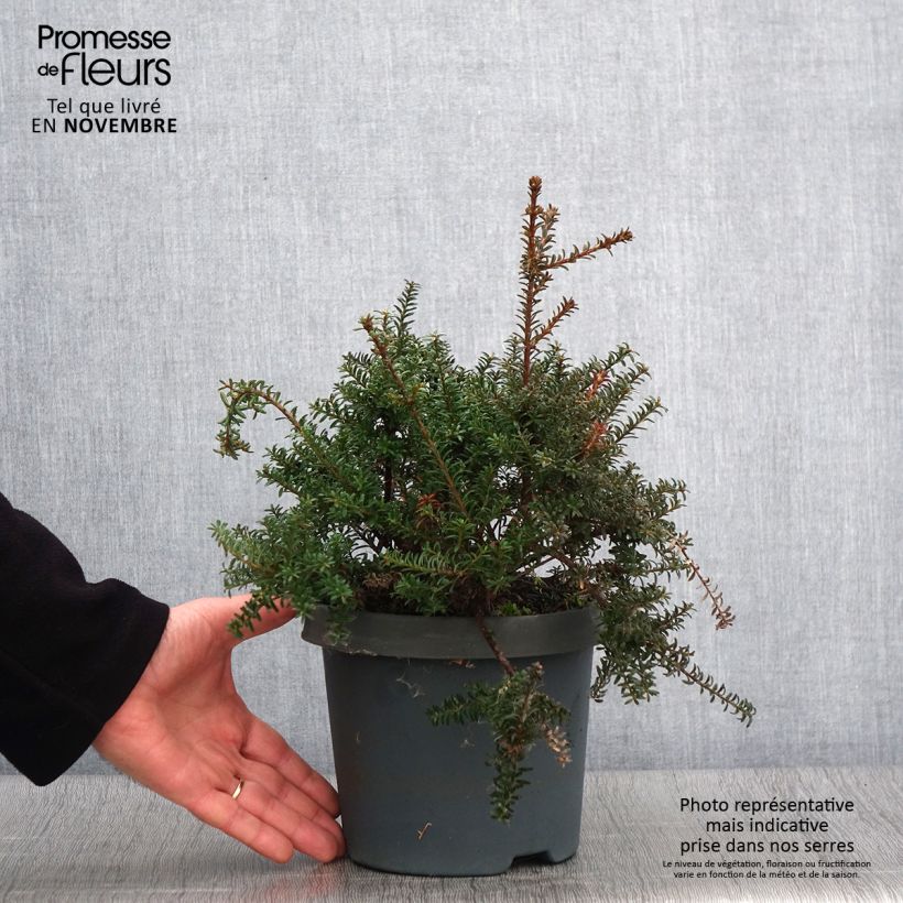 Esemplare di Podocarpus lawrencei Red Tip Vaso da 2L/3L come consegnato in autunno
