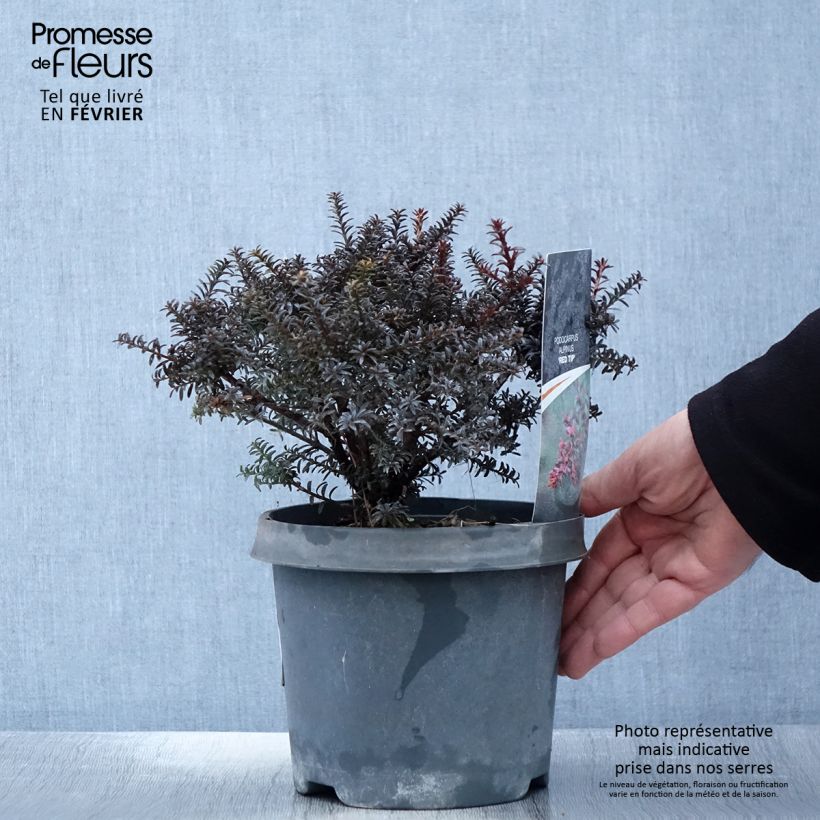 Podocarpus lawrencei Red Tip Vaso da 2L/3L esemplare consegnato in inverno