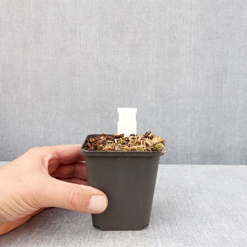 Podophyllum delavayi - Podofillo Vasetto da 8/9 cm esemplare consegnato in primavera