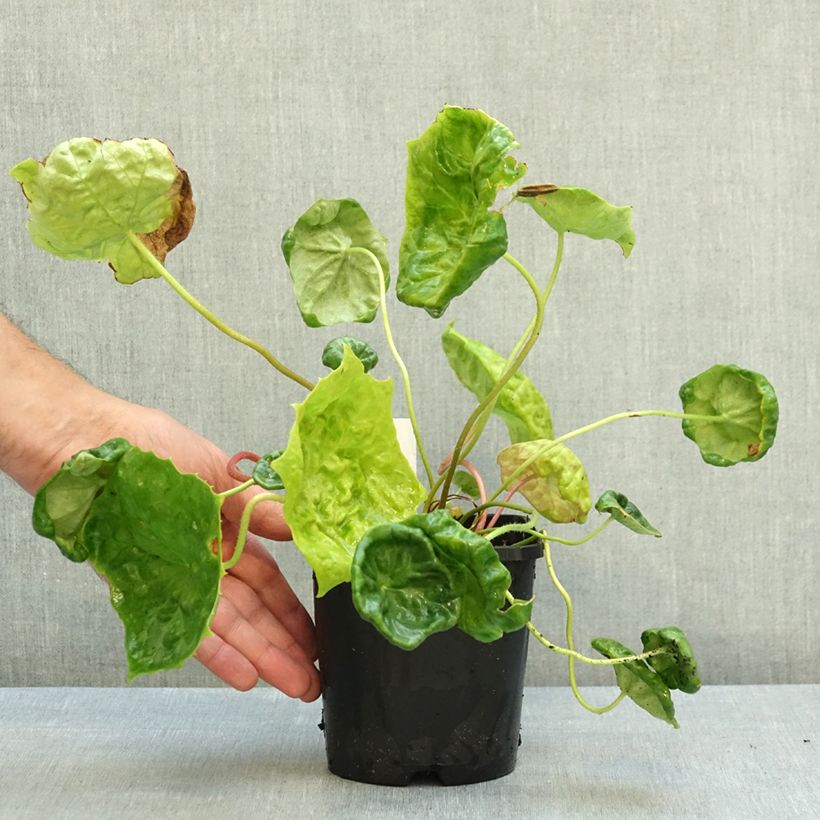 Esemplare di Podophyllum Spotty Dotty - Podofillo Vaso da 1L/1,5L come consegnato in autunno
