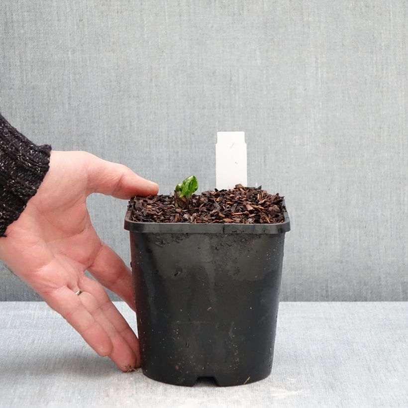 Podophyllum Spotty Dotty - Podofillo Vaso da 1L/1,5L esemplare consegnato in inverno