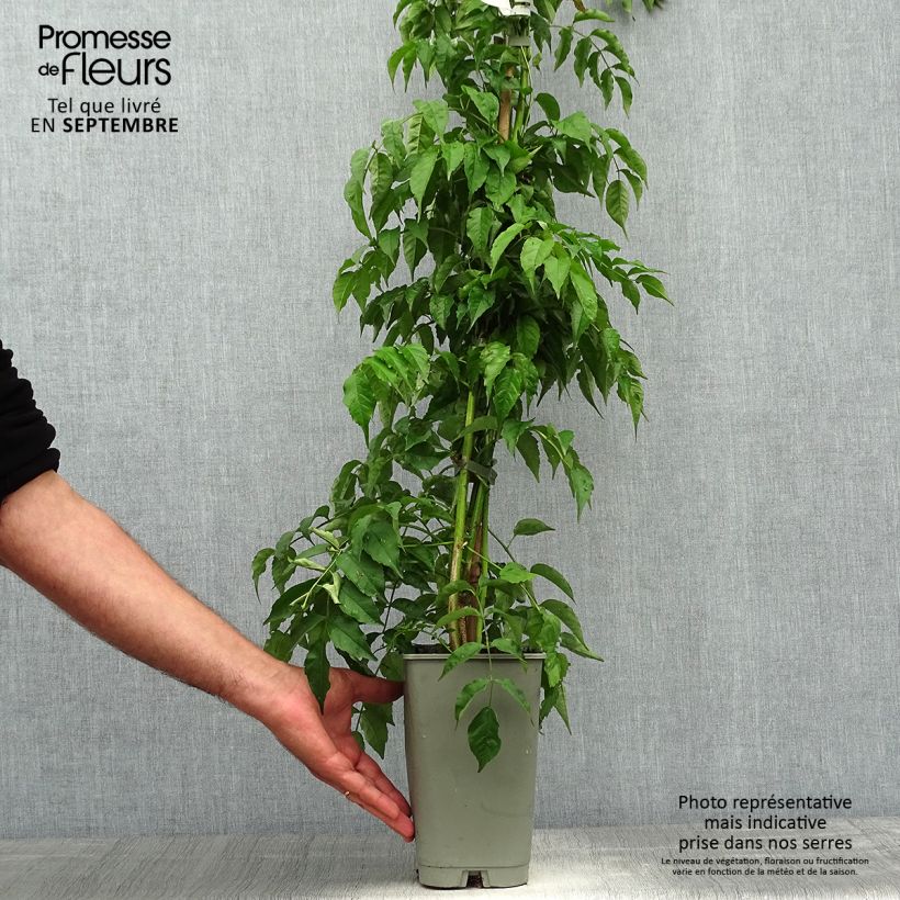 Esemplare di Podranea ricasoliana - Bignonia rosa Vaso da 2L/3L come consegnato in autunno