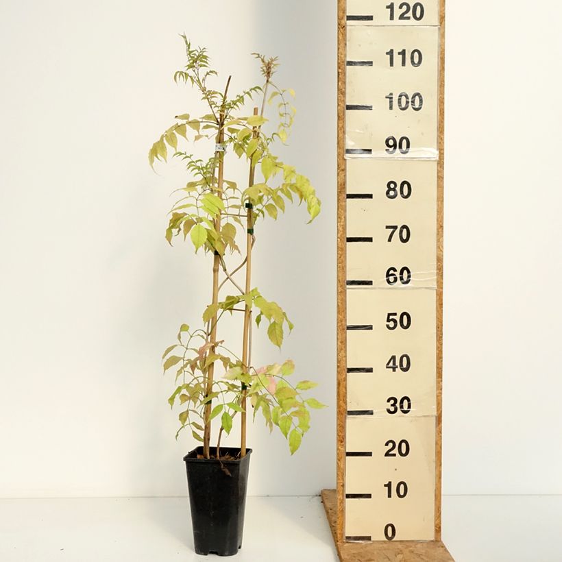Esemplare di Podranea ricasoliana Comtesse Sarah - Bignonia rosa Vaso da 2L/3L consegnato in estate