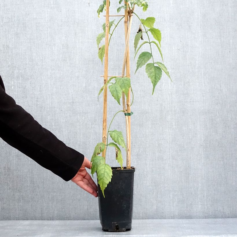 Podranea ricasoliana Comtesse Sarah - Bignonia rosa Vaso da 2L/3L esemplare consegnato in inverno