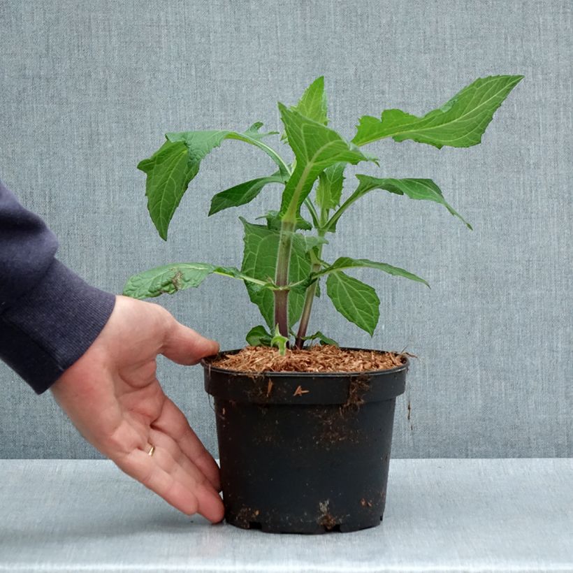 Yacón Vaso da 1,5L/2L esemplare consegnato in primavera