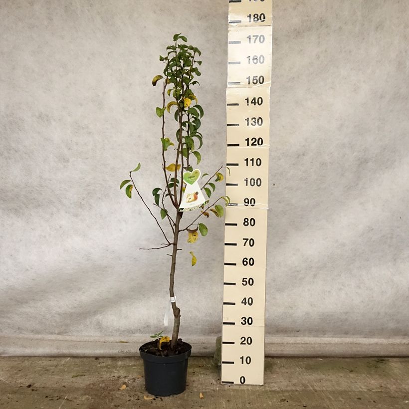 Esemplare di Pero Butirra Hardy (Beurré Hardy) Vaso da 7,5L/10L, Vasetto come consegnato in autunno