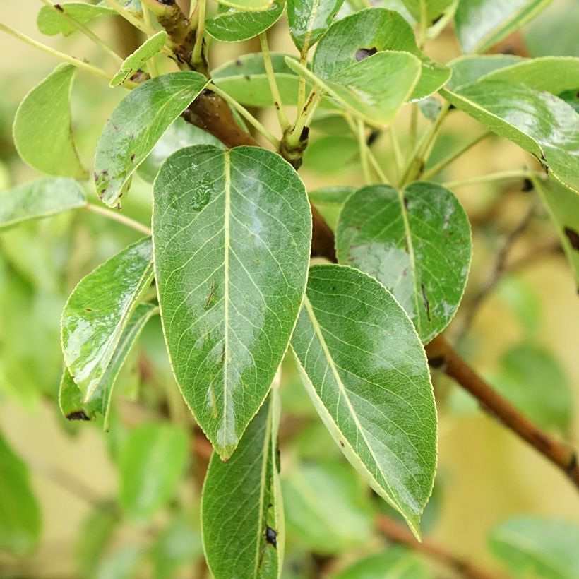 Pero Charneux (Fogliame)