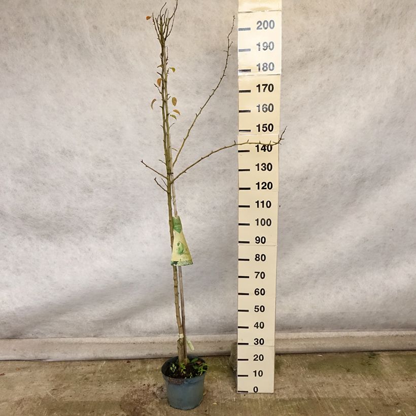 Esemplare di Pero Charneux Vaso da 7,5L/10L, Vaso impalcato medio come consegnato in autunno