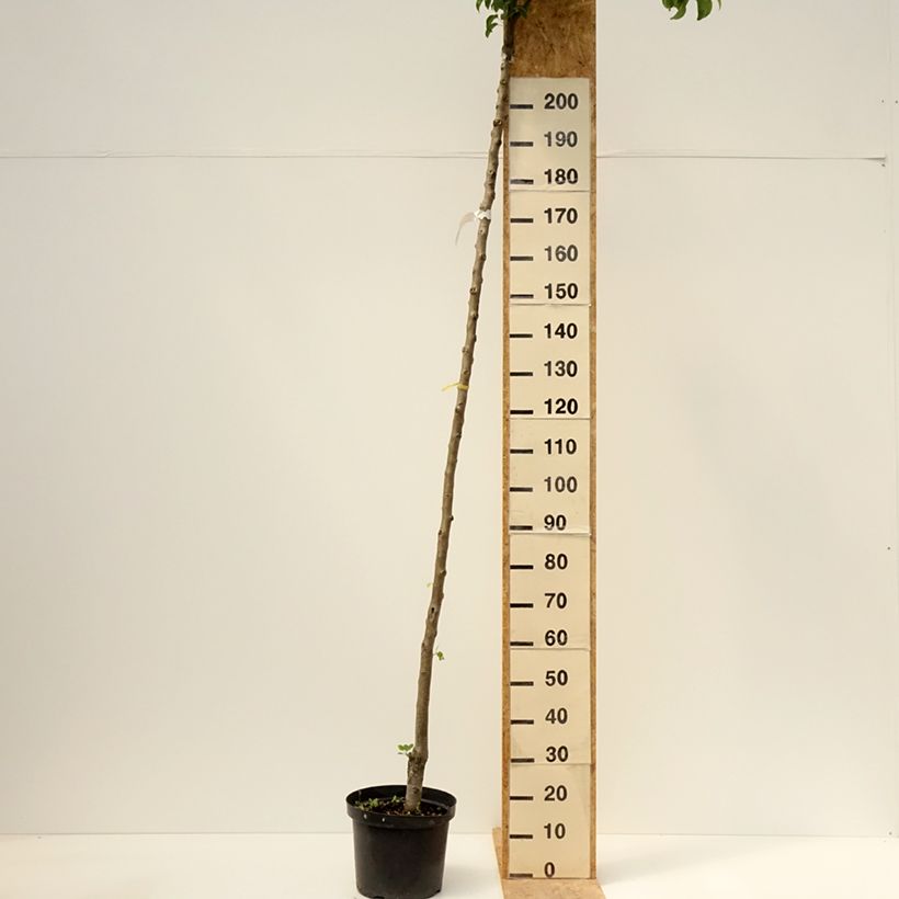 Pero Charneux Vaso da 7,5L/10L, Vaso impalcato alto esemplare consegnato in primavera