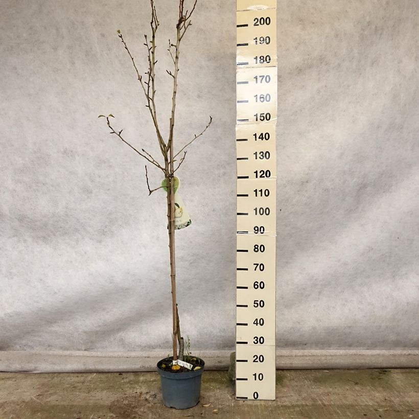 Esemplare di Pero Clapp’s Favorite Vaso da 7,5L/10L, Vaso impalcato medio come consegnato in autunno