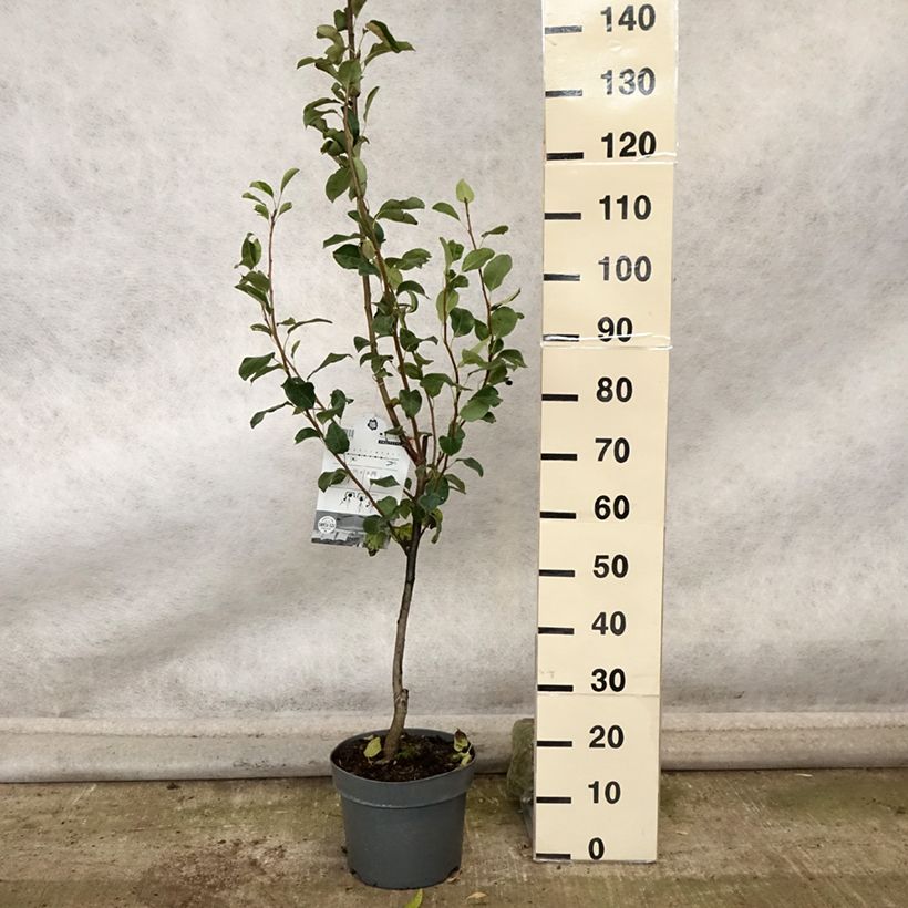 Esemplare di Pero colonnare Londres Vaso da 7,5L/10L, Colonnare come consegnato in autunno