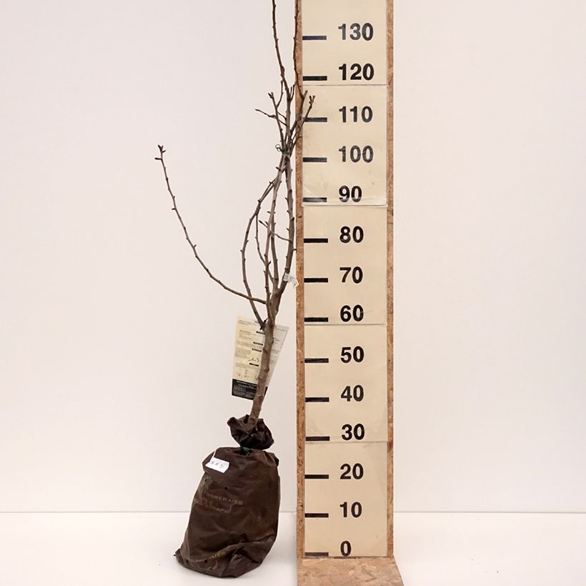 Pero Comtesse de Paris Zolla 'Pronta da piantare', Vasetto esemplare consegnato in inverno