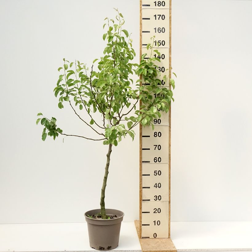 Pero Comtesse de Paris Vaso da 7,5L/10L, Vasetto esemplare consegnato in primavera